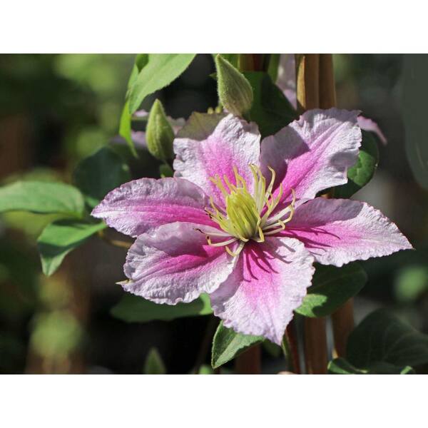 Wekiva Foliage Clematis Piilu Little Duckling-Live Plants in 3.5 Inch Growers Pots Beautiful Flowering Vine Ready for the Garden