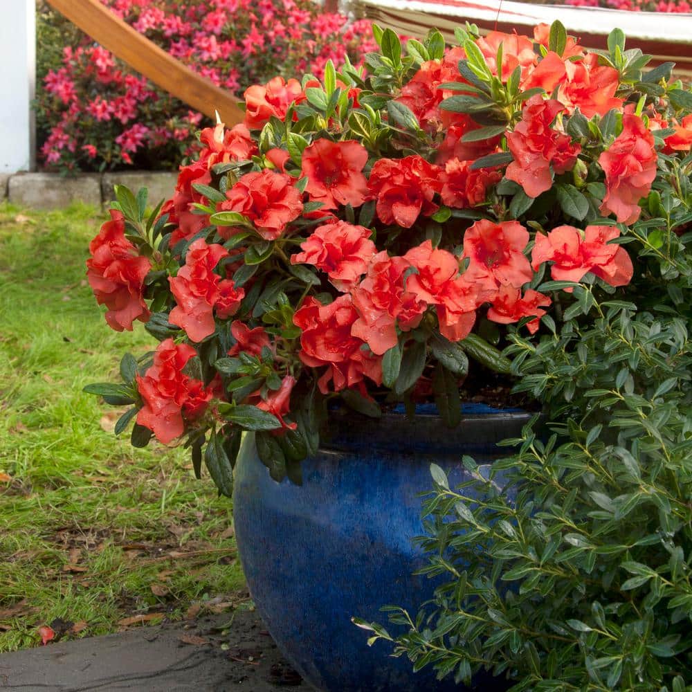 Autumn Embers Red-Orange Perennial Azalea Shrub in 2 Gallon Container