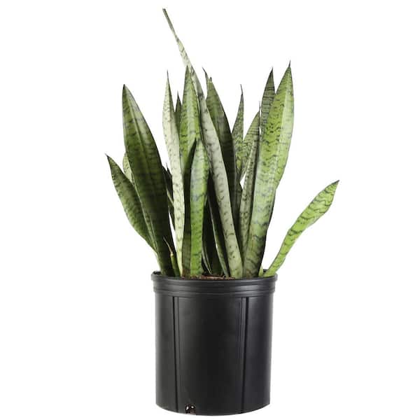 Costa Farms Sansevieria Zeylanica Indoor Snake Plant in 8.75 in. Grower Pot, Avg. Shipping Height 1-2 ft. Tall