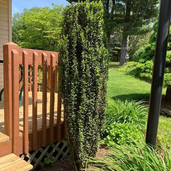 7 gal. Sky Pencil Holly Evergreen Shrub with Flowers