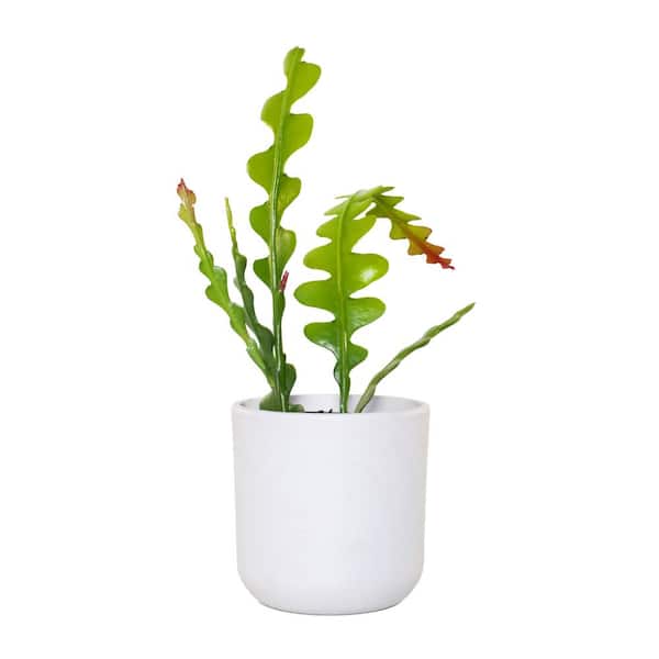 national PLANT NETWORK 5 in. Stonewash Recycled Planter w/Saucer and 4 in. Zig Zag Cactus Plant - 1 Piece