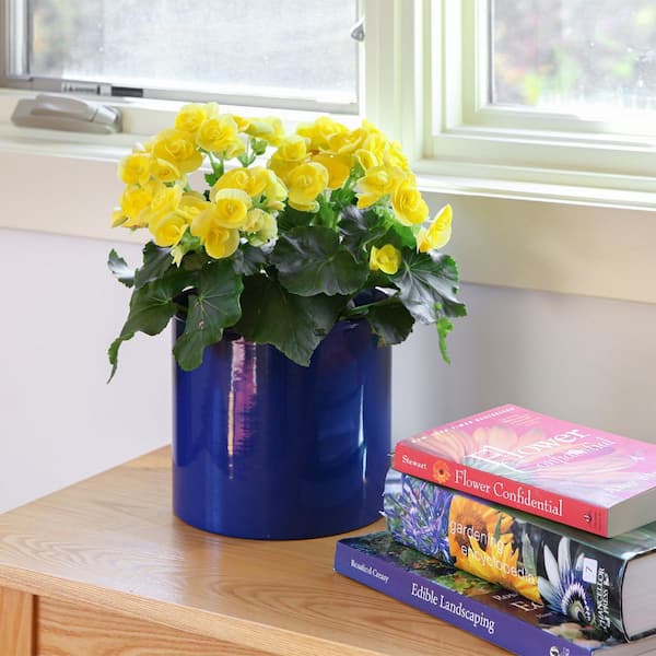 Achla Designs 8 in. W Cylinder French Blue Galvanized Steel Planter Pot, Indoor Outdoor Use, Garden Accent