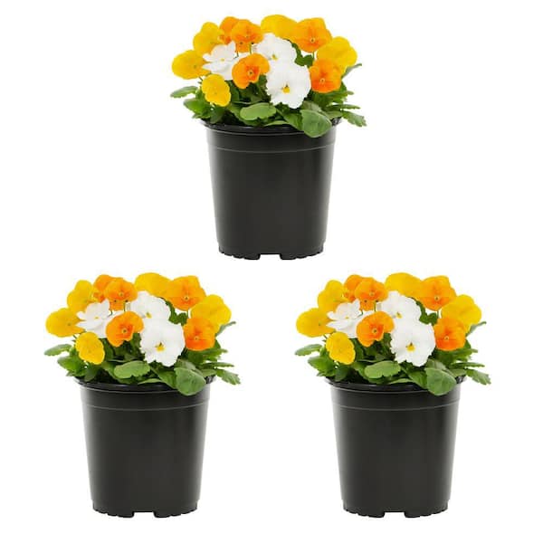 METROLINA GREENHOUSES 2 Qt. Pansy Yellow, Orange and White Clear Mix Annual Plant (3-Pack)