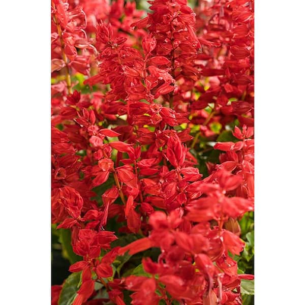 PROVEN WINNERS Ablazin' Tabasco (Salvia) Live Plant, Red Flowers, 4.25 in. Grande