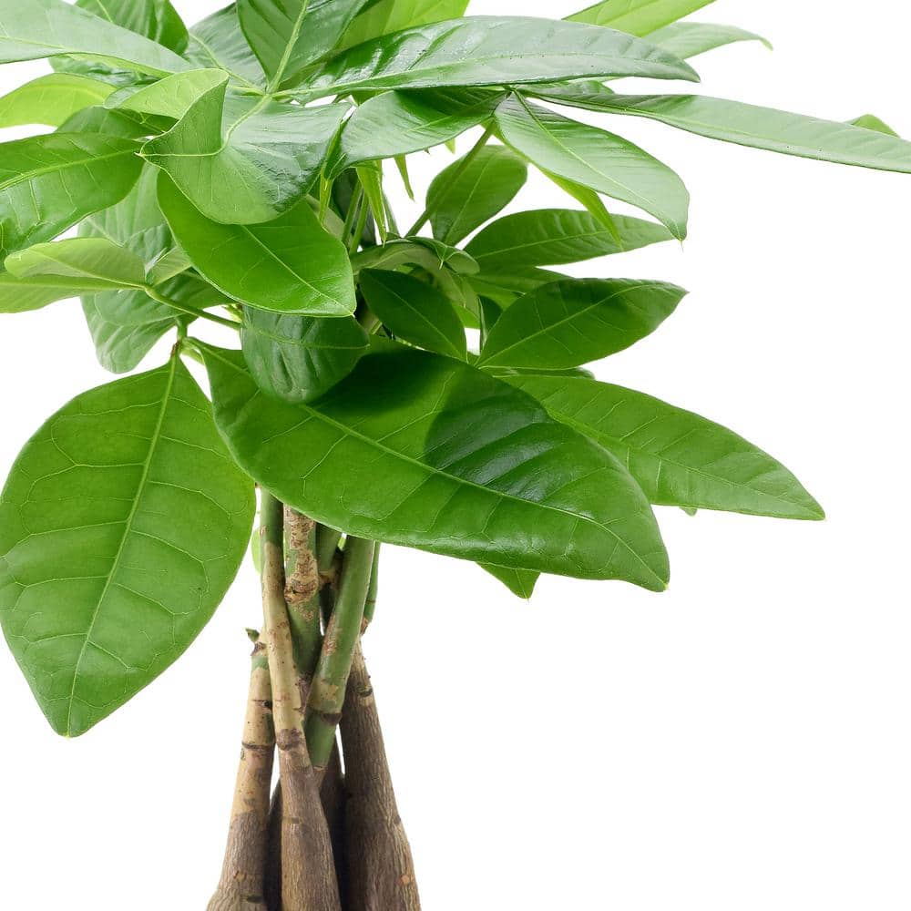 Large Green Money Tree in Blue Ceramic Planter