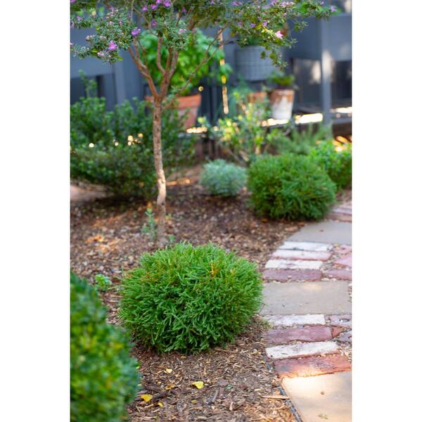 SOUTHERN LIVING 2 Gal. Pancake Arborvitae (Thuja Occidentalis