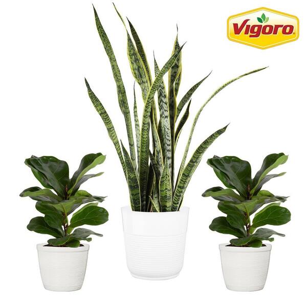 Vigoro 10 in. Fiddle Leaf Lyrata Standard and (2) 6 in. Spathiphyllum Peace Lily Plant in White Decor Planter, (3 Pack)