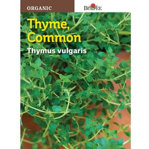 Herb Organic Thyme Seed