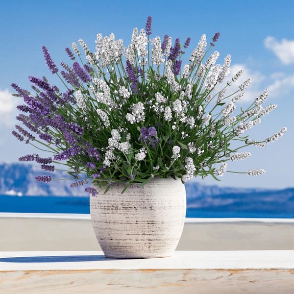 4 in. 2-N-1 Lavender Big Time Duet Plant (3-Pack)