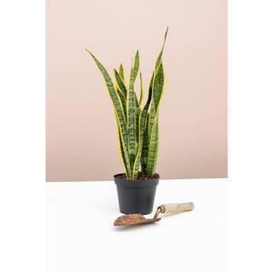 6 in. Varigated Laurentii Snake Plant (Sansevieria Trifasciata 'Laurentii) Plant in Grower Pot