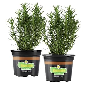 25 oz. Rosemary Herb Plant (2-Pack)