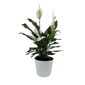 6 in. Spathiphyllum Plant in Deco Pot