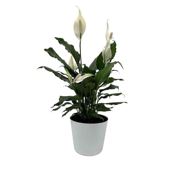 Vigoro 6 in. Aglaonema Chinese Evergreen Plant in Deco Pot