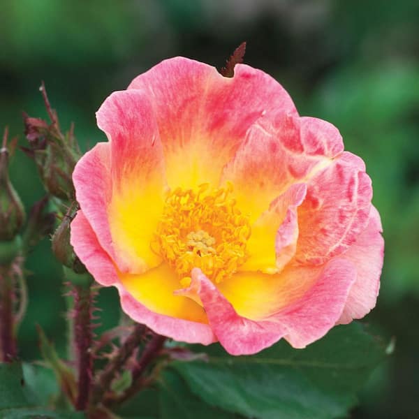 DIRECT GARDENING Rainbow Happy Trails Multi-Colo Flowering Groundcover Rose Bush Dormant Bare Root Starter Plant (1-Pack)