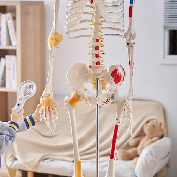 SKELETON ARM スケルトンアーム 海外玩具 Amazon.com: Skeleton Arms- Life-Size- Pair- 2nd Class : Toys