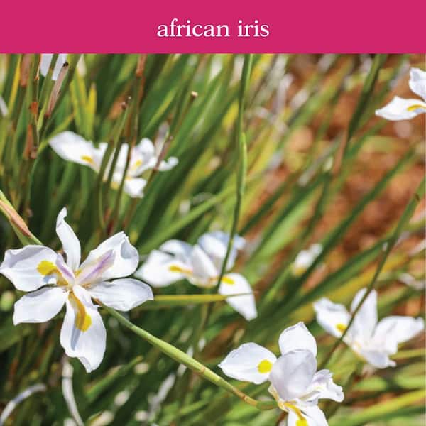 NATURE'S WAY FARMS 2 qt. White African Iris Flowering Perennial
