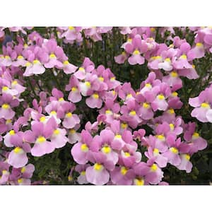 4.25 in. Eco plus Grande Aromance Pink (Nemesia) Live Plants, Pink Flowers (4-Pack)