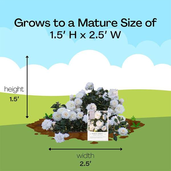 Drift 2 Gal. White Rose Plant with White Flowers in Decorative