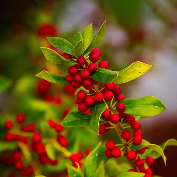 #7 Pot Needlepoint Holly Shrub