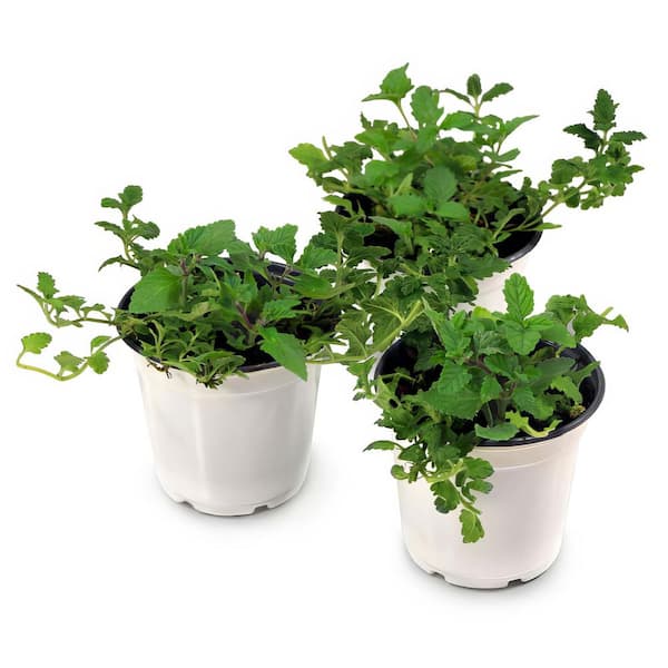 4 in. EnduraScape Purple Bloom Verbena Plant (3-Pack)