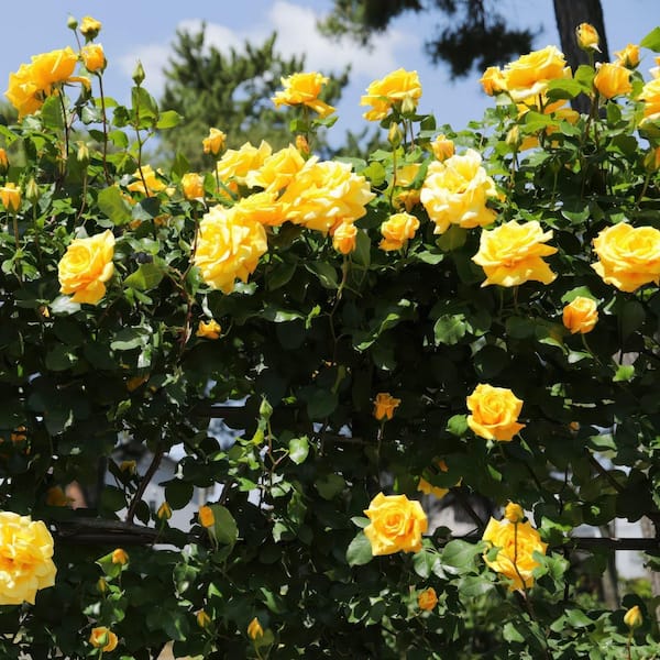 national PLANT NETWORK Bare Root Rose Climbing Royal Gold with