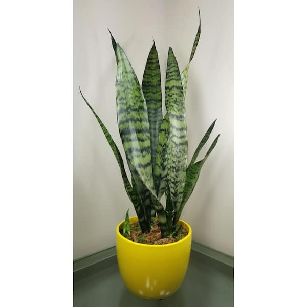 Sansevieria Snake Plant (Black Coral) in 6 in. Growers Pot