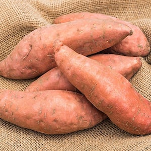 Sweet Potato Covington Bareroot Plant (12-Pack)