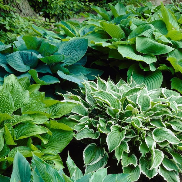 Van Zyverden Hostas Premium Blend (Set of 3) Plant Roots
