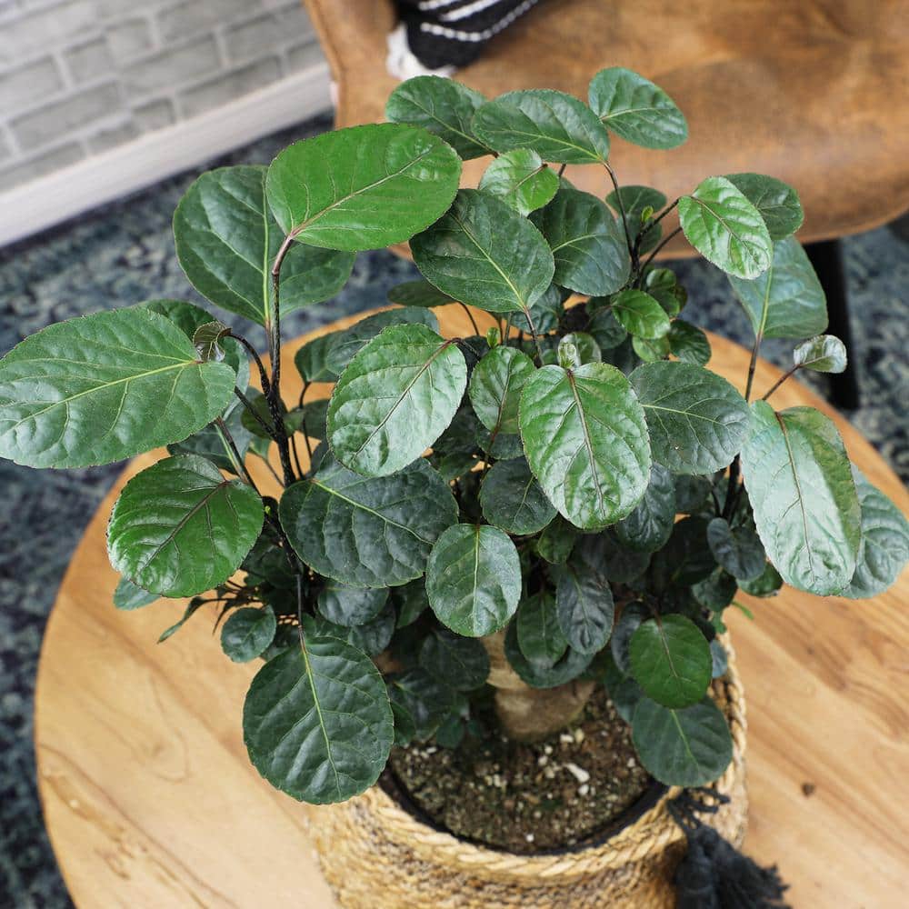 Aralia Fabian Stump Indoor Plant in Black Plastic Planter