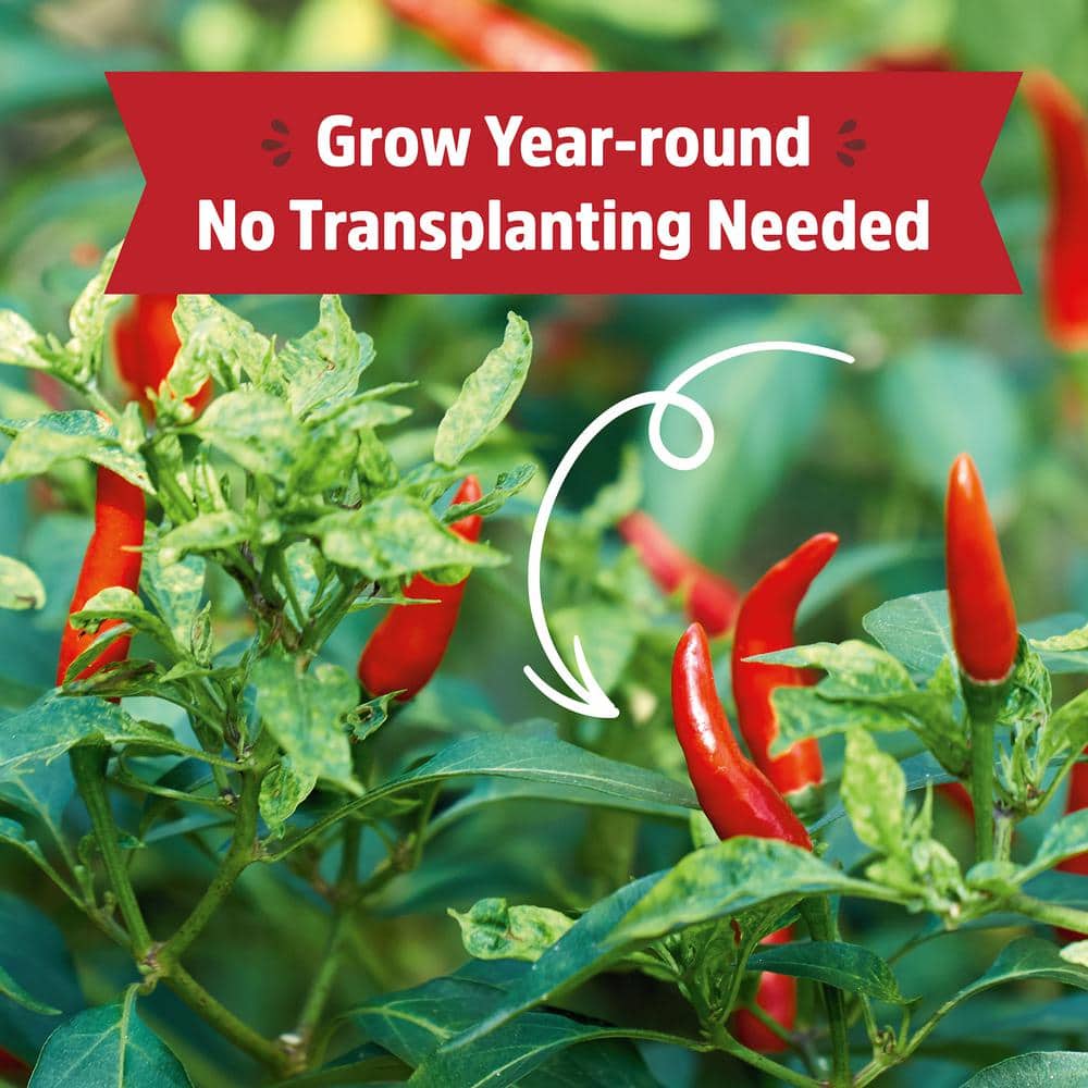 Back to the Roots Organic Self-Watering Chili Pepper Grow Kit