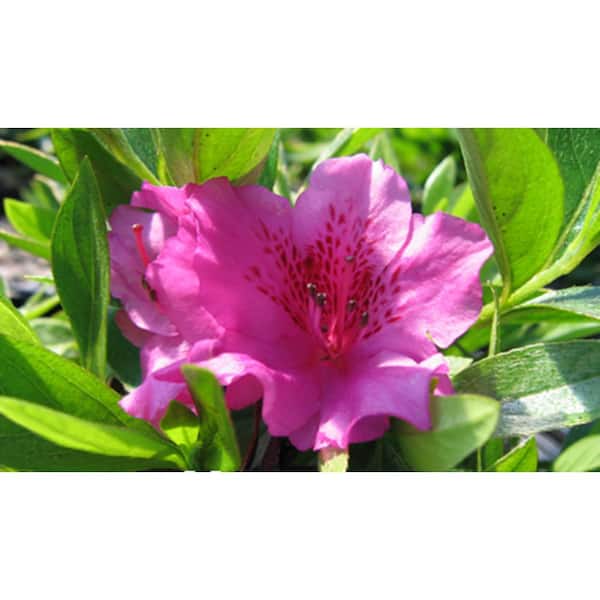 2.25 Gal. Herbert Azalea Plant with Purple Blooms