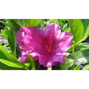 2.5 Qt. Herbert Azalea Plant with Purple Blooms