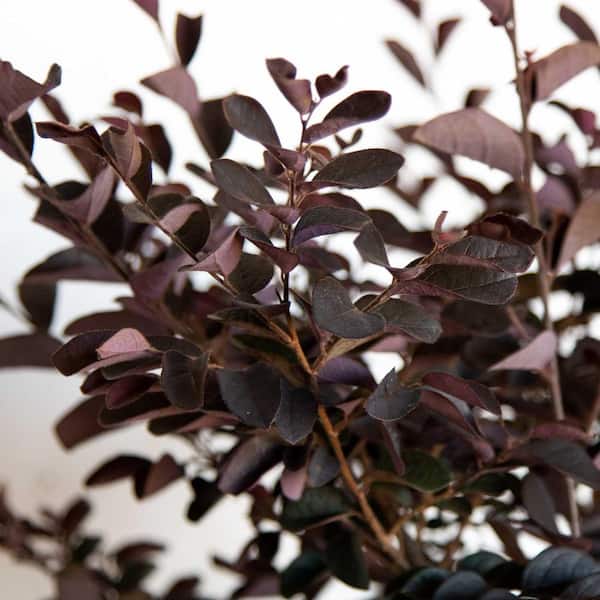2.5 Gal. Loropetalum Carolina Midnight Flowering Shrub with Fuchsia Pink Flowers