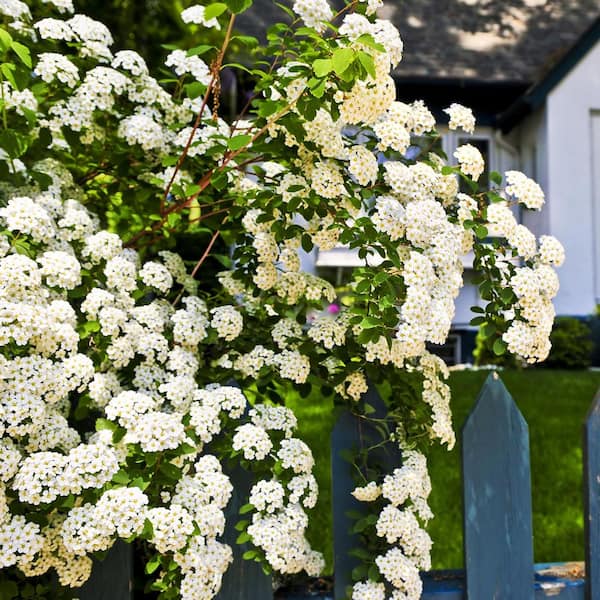 Bridal Wreath Spirea Shrub in 1 Gal. Grower's Pot