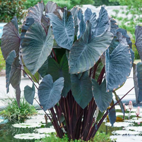 DIRECT GARDENING Black Magic Elephant Ears Dormant Bare Root Bulbs (2-Pack)
