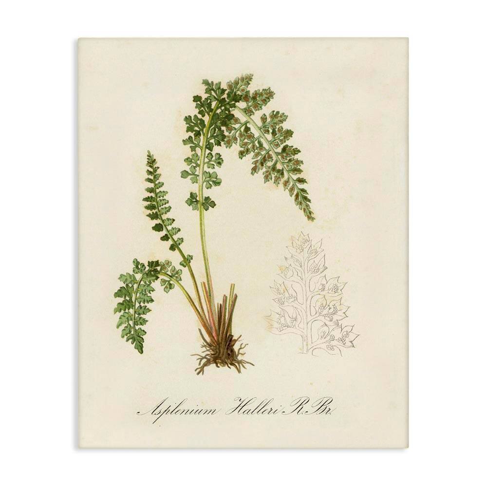 Scientific Fern Study by Tina Higgins Designs, Inc. Unframed Nature Graphic Art Print 20 in. x 16 in. price history on PriceWatchPro