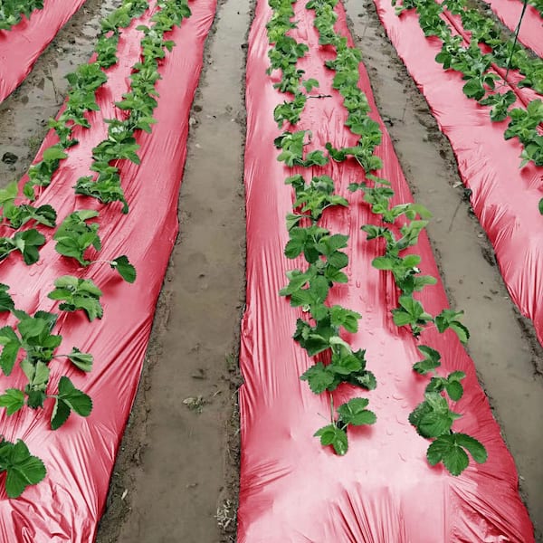 OriginA 4 ft. x 250 ft. 1.2 mil Agricultural Planting Film Red Plastic Film  Mulch PM1204250N1R - The Home Depot