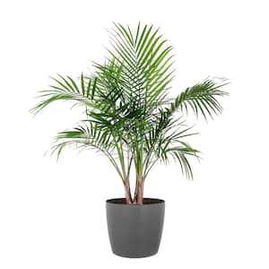 Majesty Palm Live Indoor Outdoor Plant in 10 inch Premium Sustainable Ecopots Grey Pot with Removeable Drainage Plug