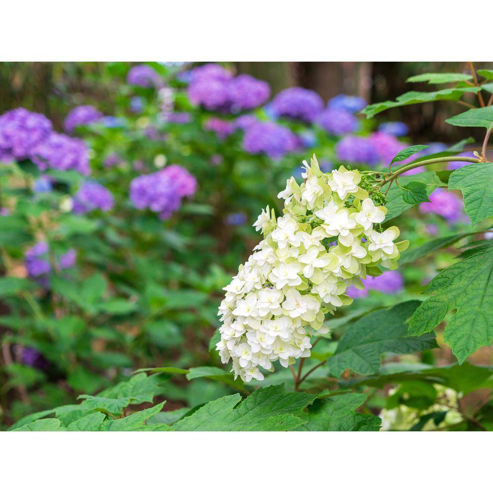 BELL NURSERY 3 Gal. Snowflake' Hydrangea (quercifolia) Live Flowering