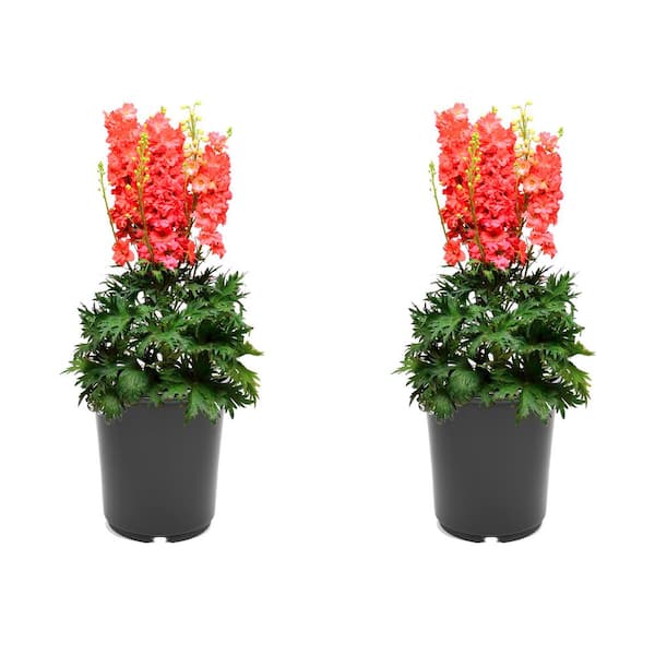 Unbranded 2.5 qt. Perennial Delphinium e. Red Lark (2-Pack)