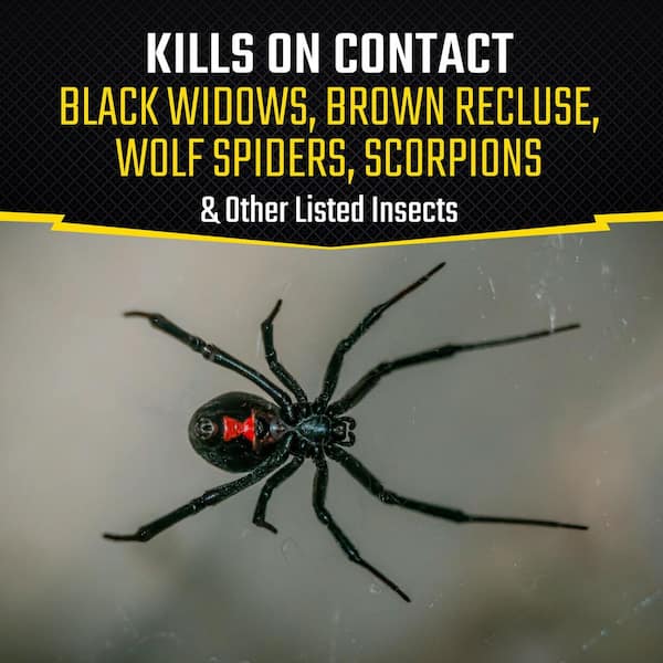 Black Flag 16 oz. Spider and Scorpion Insect Killer Aerosol Spray