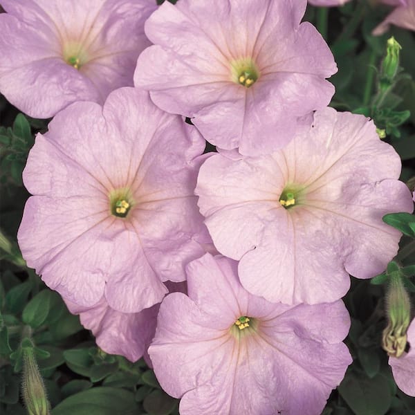 Unbranded 1.88-Pint Lilac Petunia Plant (8-Pack)