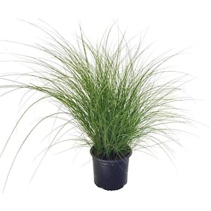 Maiden Grass (Miscanthus Sinensis) Gracillimus