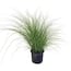 Maiden Grass (Miscanthus sinensis) Scout 20989 - The Home Depot