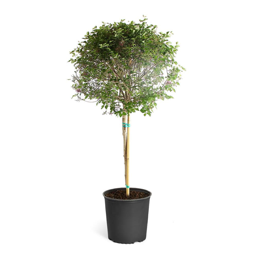 Purple Bloomerang Lilac Tree price history on PriceWatchPro