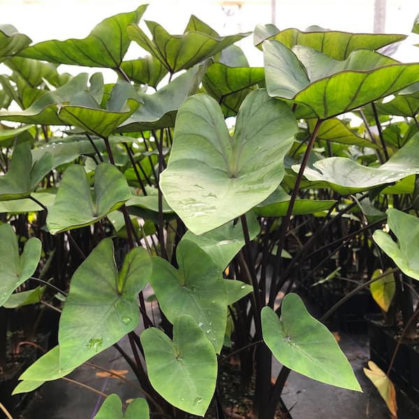 Garden State Bulb 9/11 in. Colocasia Teacup Elephant Ear Bulbs (Bag of 5)