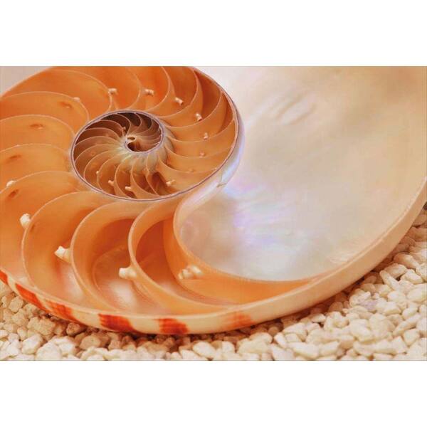 National Geographic 50 in. x 72 in. Nautilus Wall Mural