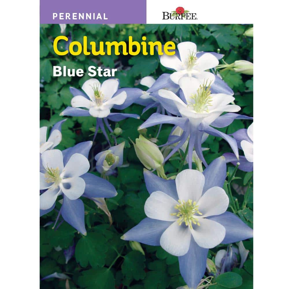 25 White Red Blue Star Aquilegia Flower Seeds Mix Perennial 
