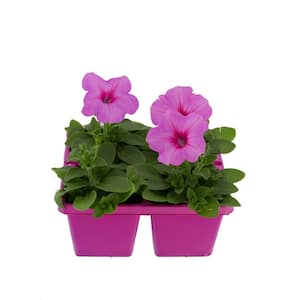 4-Pack Pink Passion Easy Wave Petunia Annual Plant with Pink Flowers