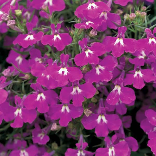 ALTMAN PLANTS 1.6 PT. Lobelia Mix with Assorted Flowers (6-Pack)
